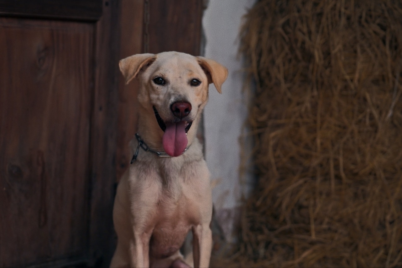 鬼厄犬線上看,完整高清版2024 - 第2張圖 鬼厄犬線上看,完整高清版2024